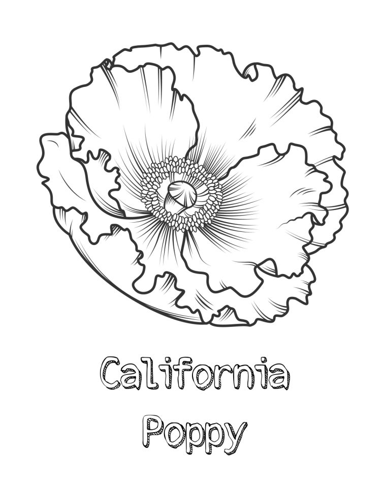 Online coloring book: Californian poppy coloring book